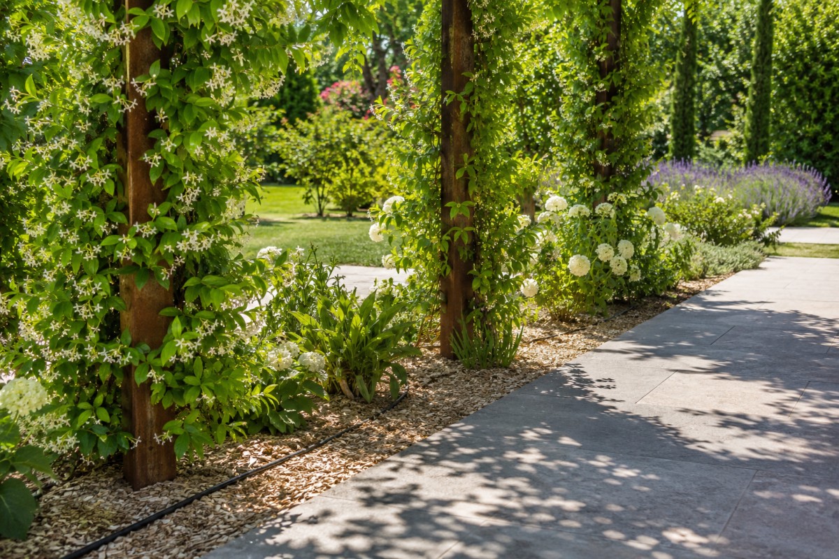 Base di pergola con pacciamatura chiara e irrigazione per rampicanti estivi