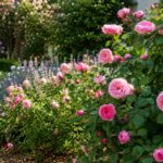 Rose rifiorenti curate a luglio dopo il taglio dei fiori sfioriti