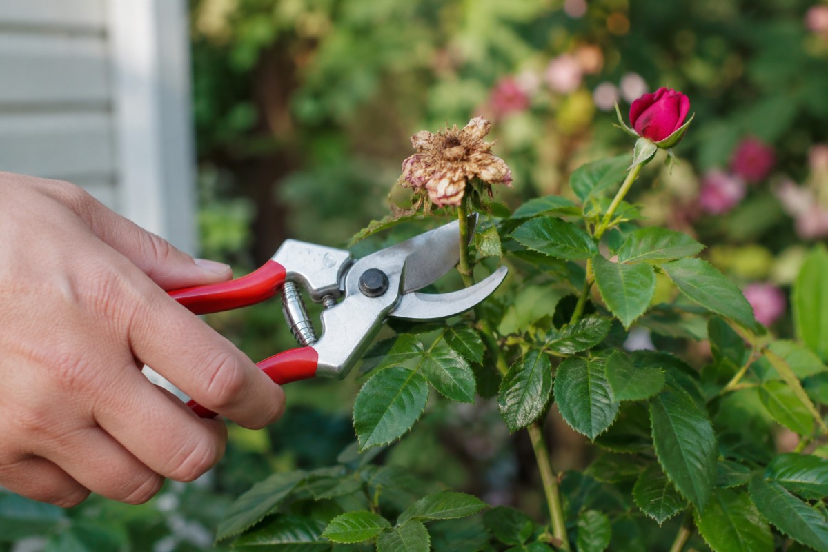 Taglio di un fiore di rosa sfiorito sopra una gemma esterna