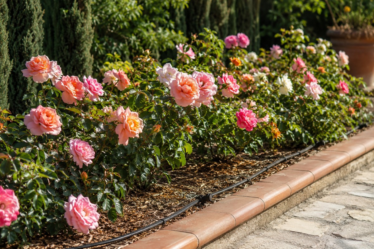 Aiuola di rose con pacciamatura leggera e irrigazione alla base