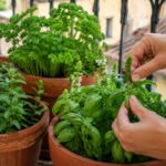 Vasi di aromatiche estive con basilico cimato sul balcone