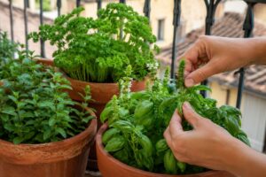 Vasi di aromatiche estive con basilico cimato sul balcone