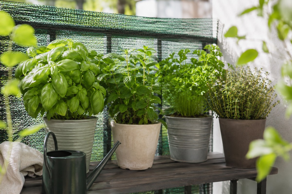 Aromatiche in vaso sistemate in ombra leggera su un balcone estivo