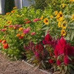 Aiuola estiva con zinnie celosia e girasoli in pieno sole a luglio