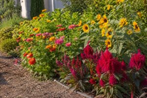 Aiuola estiva con zinnie celosia e girasoli in pieno sole a luglio