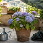 Ortensia in vaso su terrazzo ombreggiato durante il caldo di luglio