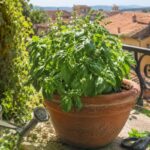 Pianta di basilico in vaso sul balcone con prime spighe fiorali da tagliare