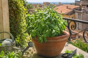 Pianta di basilico in vaso sul balcone con prime spighe fiorali da tagliare