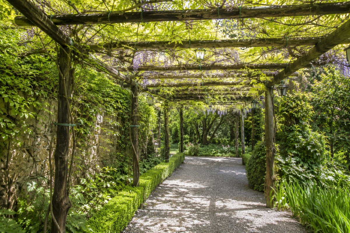 Pergola con glicine ariosa dopo il taglio estivo dei tralci