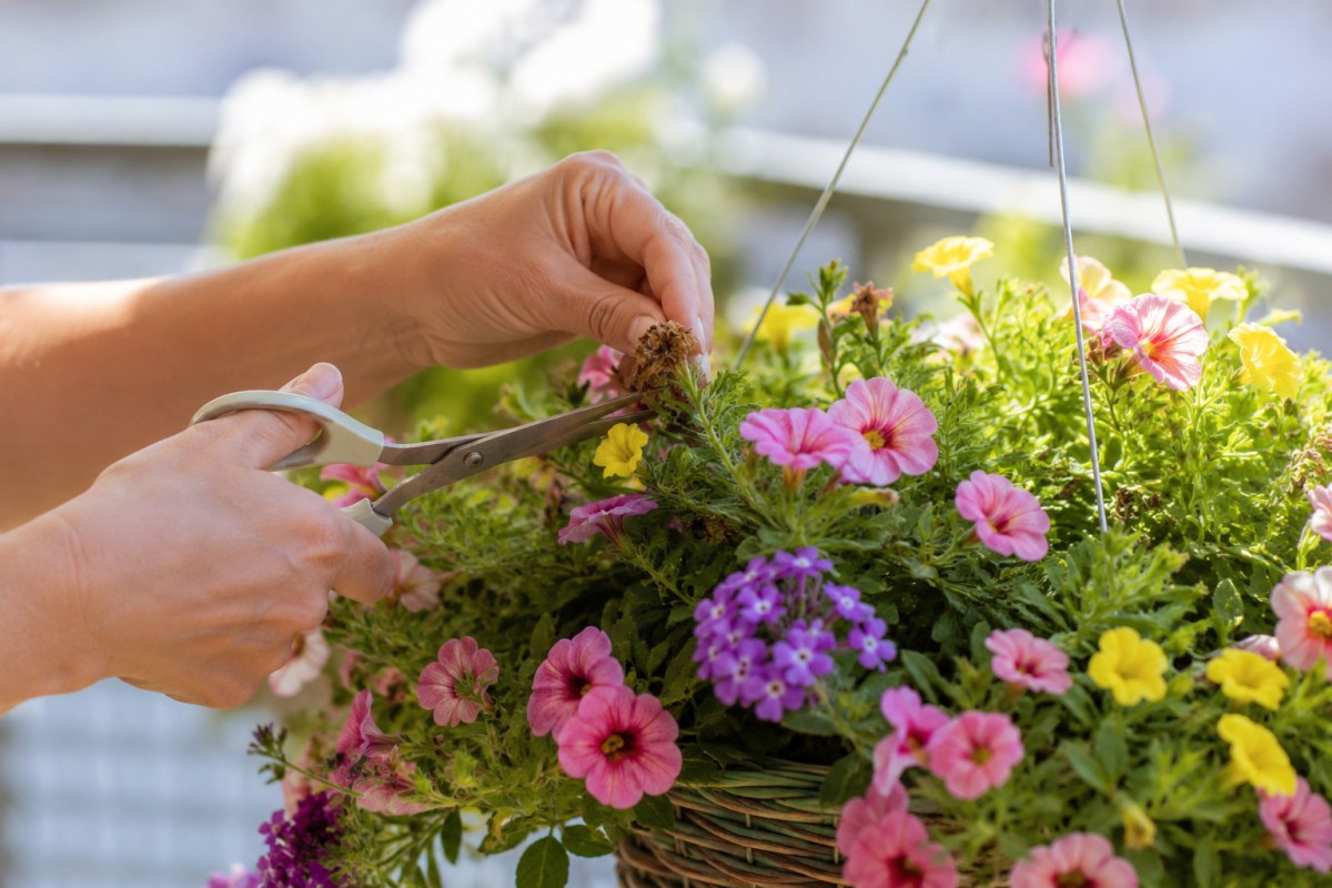 Mani che eliminano fiori appassiti da un cesto appeso