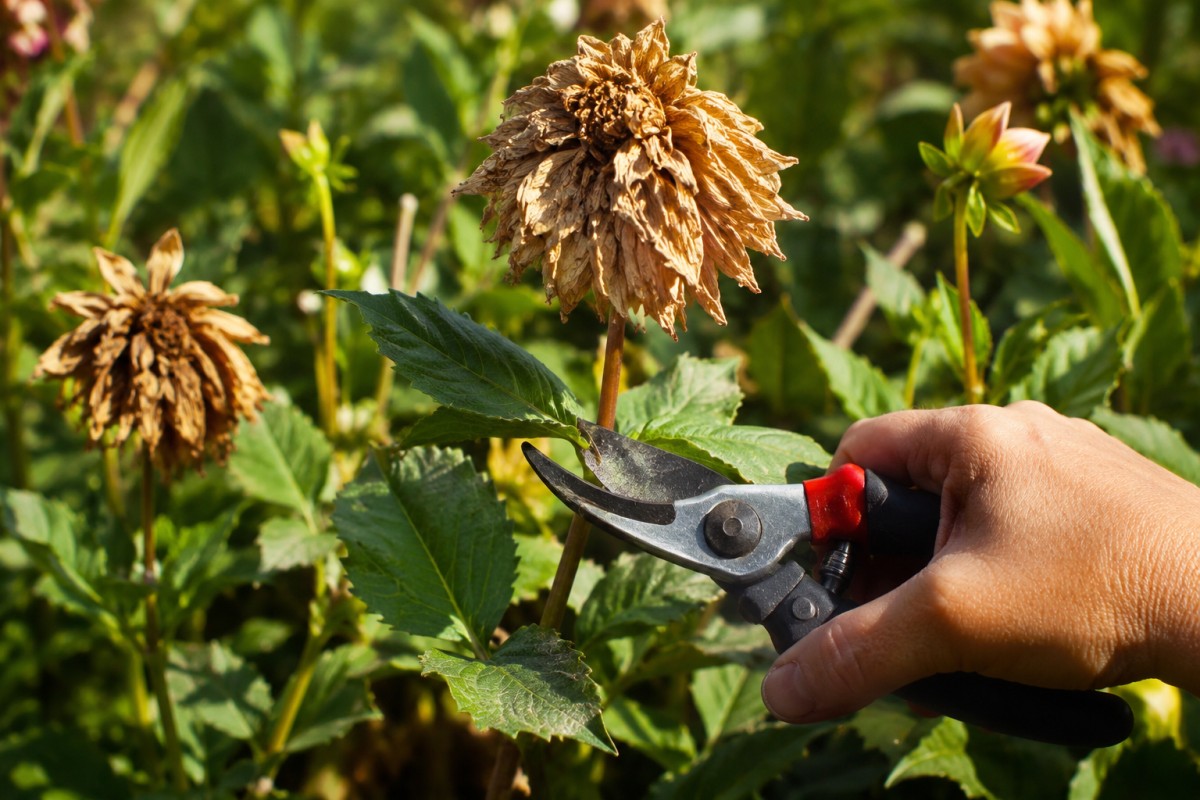 Taglio dei fiori sfioriti sulle dalie a luglio