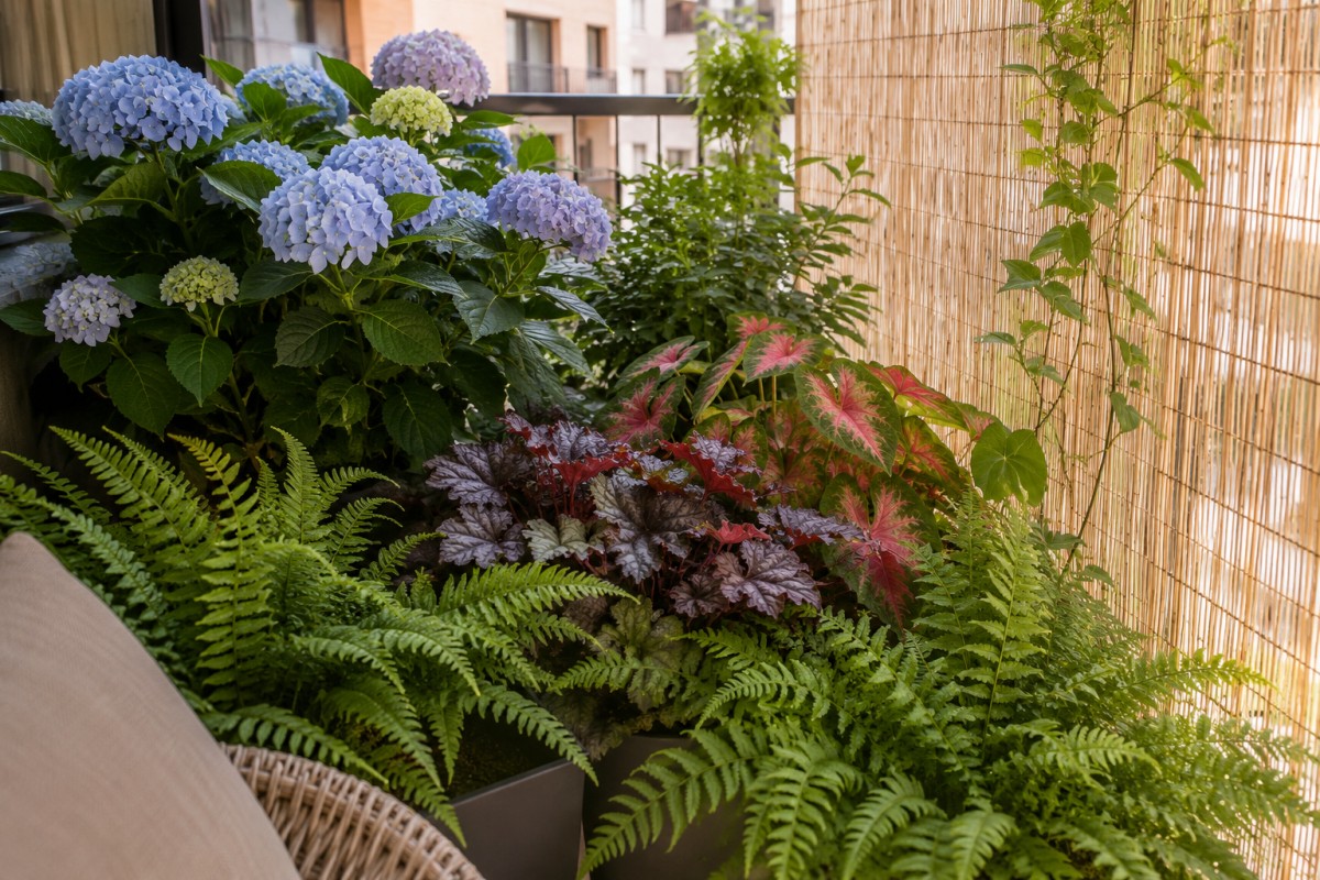 Composizione di piante da ombra con felci, heuchera, caladium e ortensie