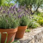 Lavanda in vaso a luglio con spighe sfiorite pronte per il taglio leggero