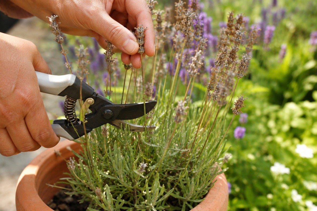Forbici da potatura che tagliano gli steli sfioriti della lavanda sopra le foglie verdi