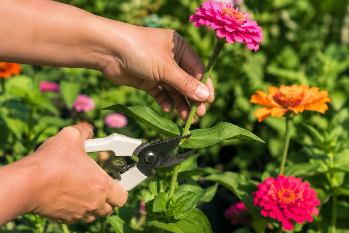 Taglio corretto degli steli di zinnia sopra una coppia di foglie