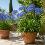 Agapanthus blu in vaso su terrazzo estivo luminoso