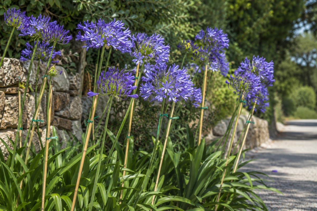 Steli di agapanthus sostenuti con canne leggere in giardino