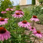 Echinacea in aiuola assolata durante luglio