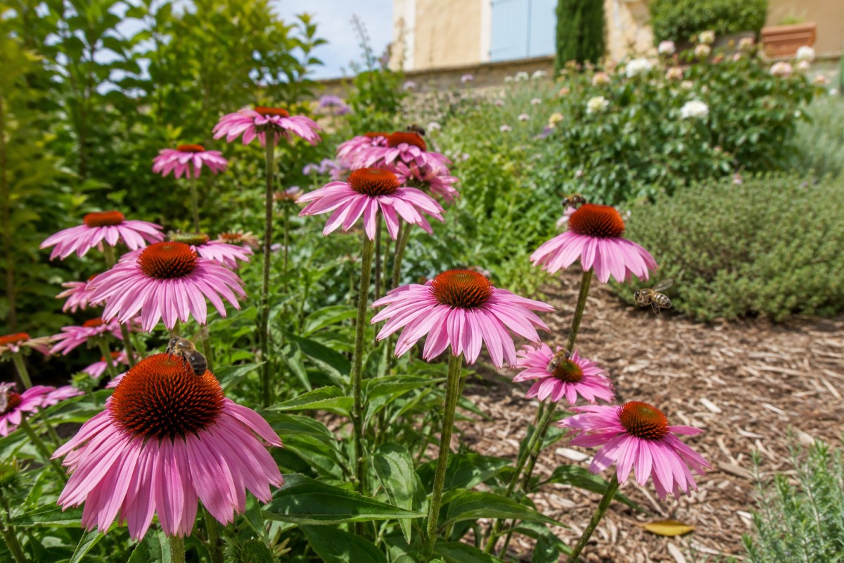 Echinacea in aiuola assolata durante luglio