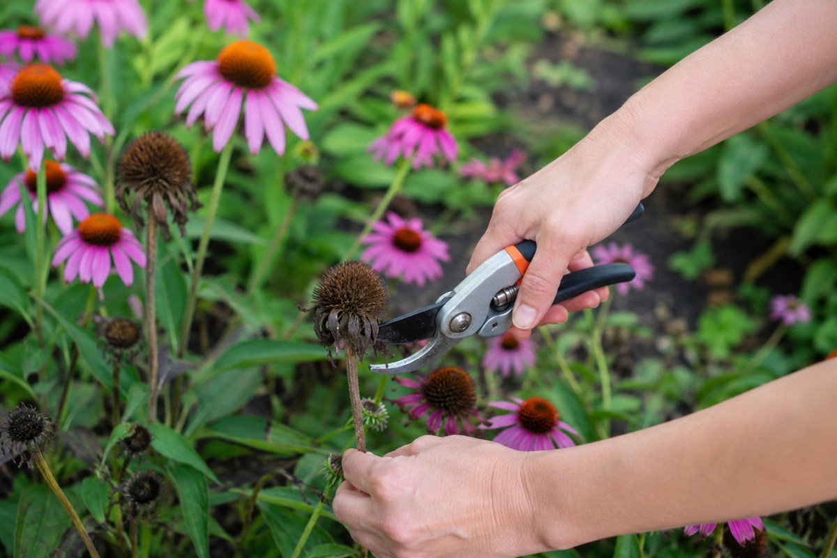 Taglio dei capolini sfioriti di echinacea con forbici pulite