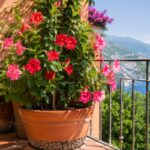 Dipladenia fiorita in vaso su balcone luminoso a luglio