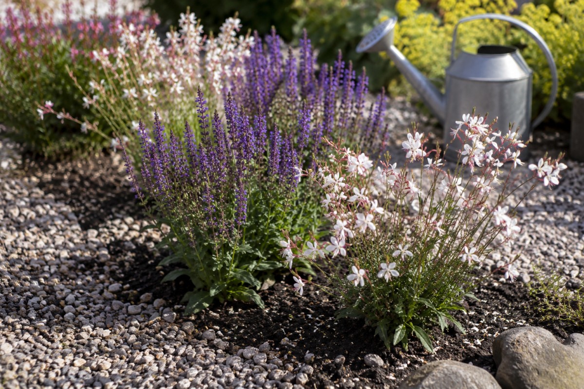 Terreno drenante con pacciamatura minerale attorno a salvia e gaura