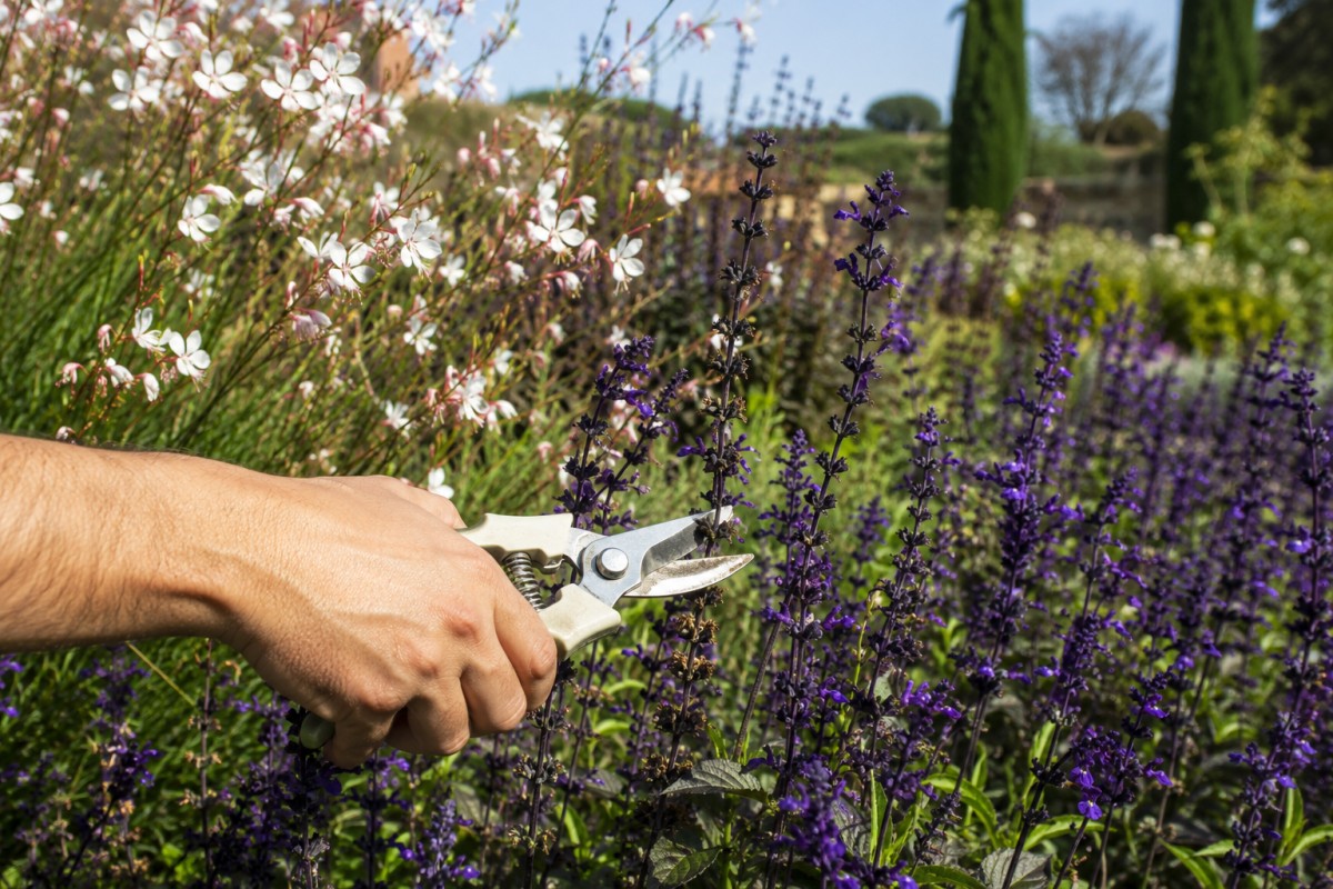 Taglio degli steli sfioriti di salvia vicino a fiori di gaura