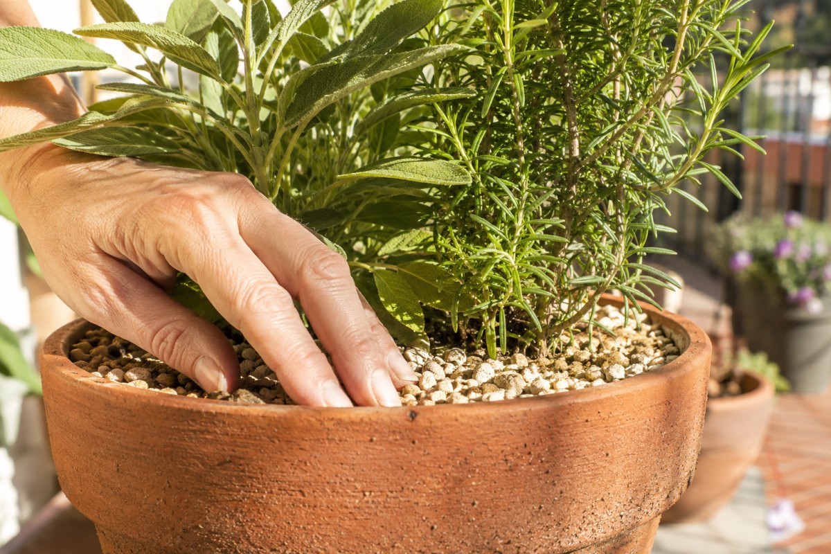 Controllo del terriccio in un vaso di aromatiche mediterranee durante il caldo