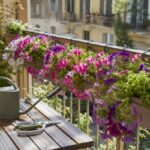Cassette di surfinie fiorite su balcone dopo potatura di luglio
