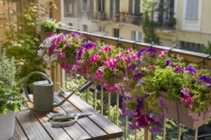 Cassette di surfinie fiorite su balcone dopo potatura di luglio