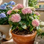 Ortensie in vaso su un balcone luminoso con pacciamatura e annaffiatoio