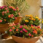 Balcone assolato con portulaca lantana e gazania in vasi di terracotta