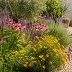 Aiuola al sole con echinacea salvia ornamentale e coreopsis in piena fioritura