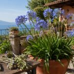 Agapanto blu in vaso su terrazzo estivo con cesoie da giardinaggio