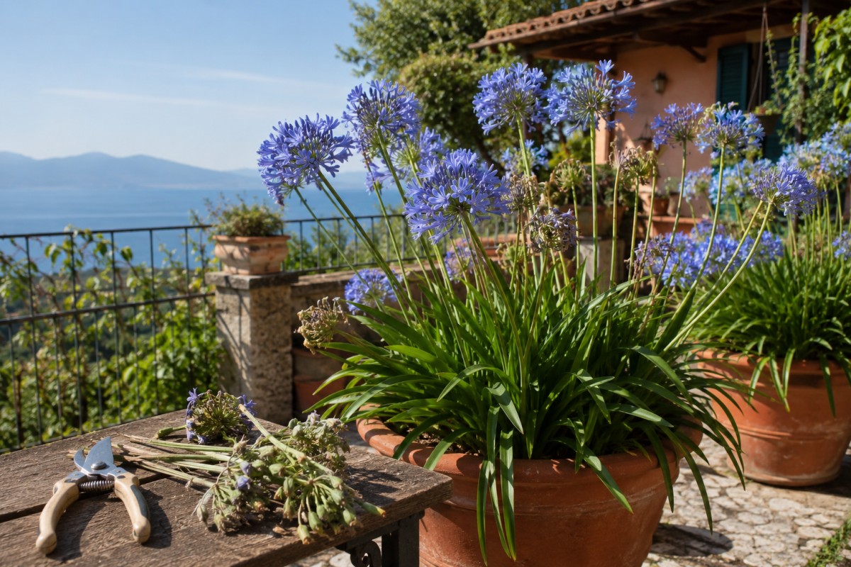 Agapanto blu in vaso su terrazzo estivo con cesoie da giardinaggio