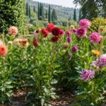 Dalie colorate in giardino estivo con sostegni e pacciamatura