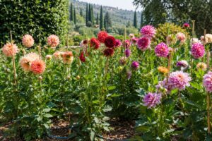 Dalie colorate in giardino estivo con sostegni e pacciamatura