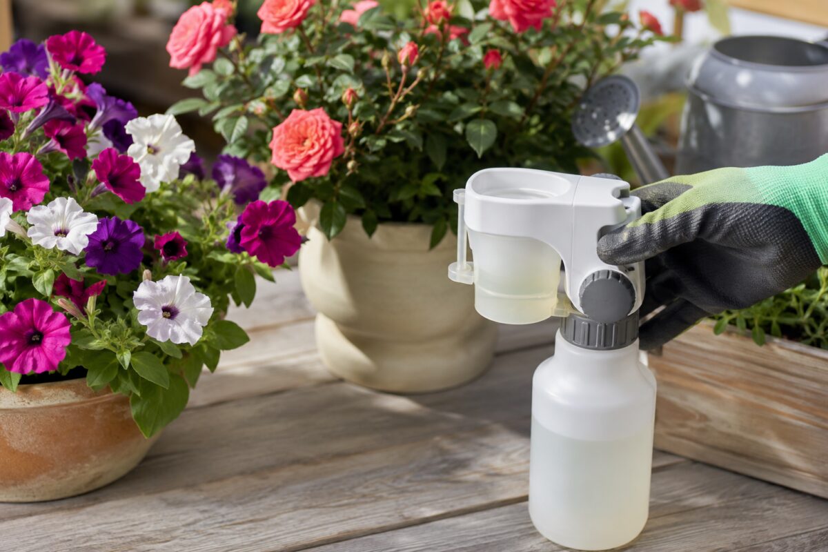 Dosatore con concime liquido accanto a petunie e rose rifiorenti