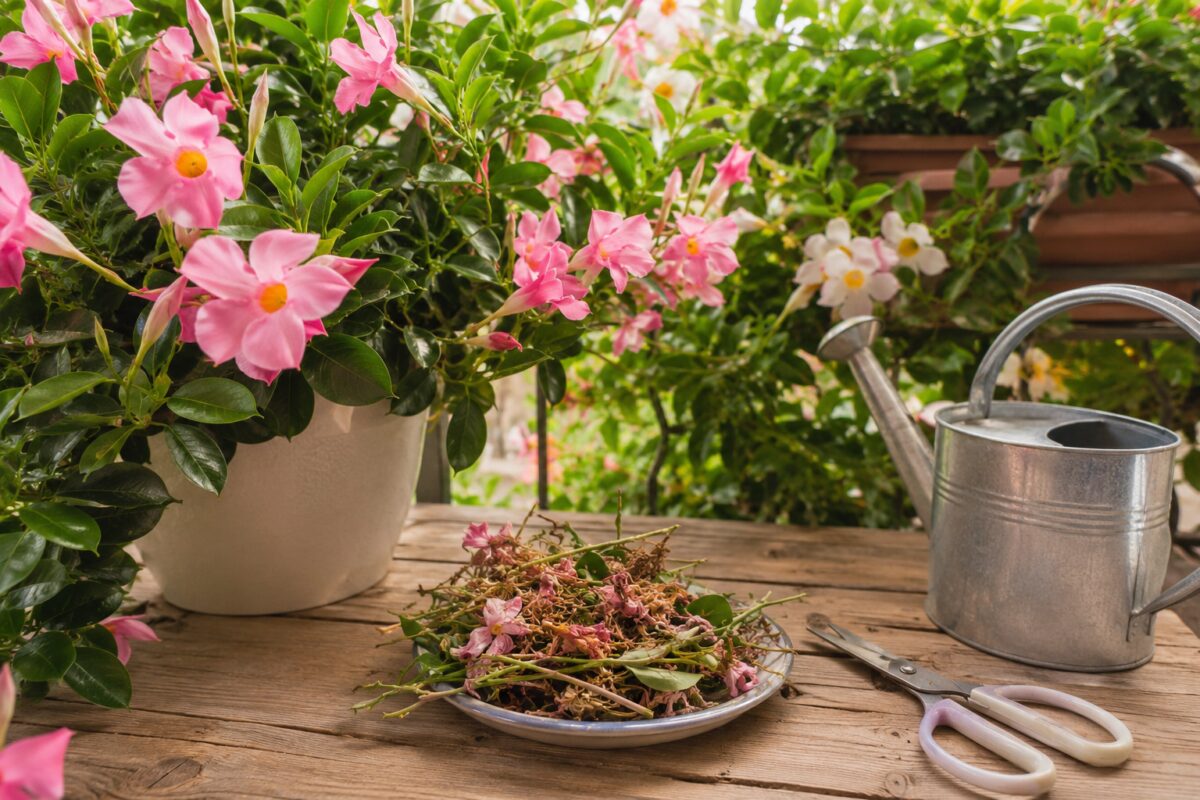 Fiori sfioriti di dipladenia tagliati accanto ad annaffiatoio e forbici
