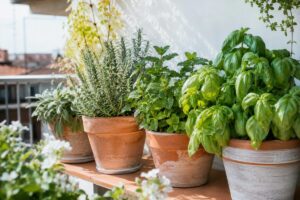 Erbe aromatiche a fine luglio: il controllo sul vaso che salva basilico, menta e rosmarino Vasi di erbe aromatiche su balcone estivo con basilico, menta, rosmarino e salvia