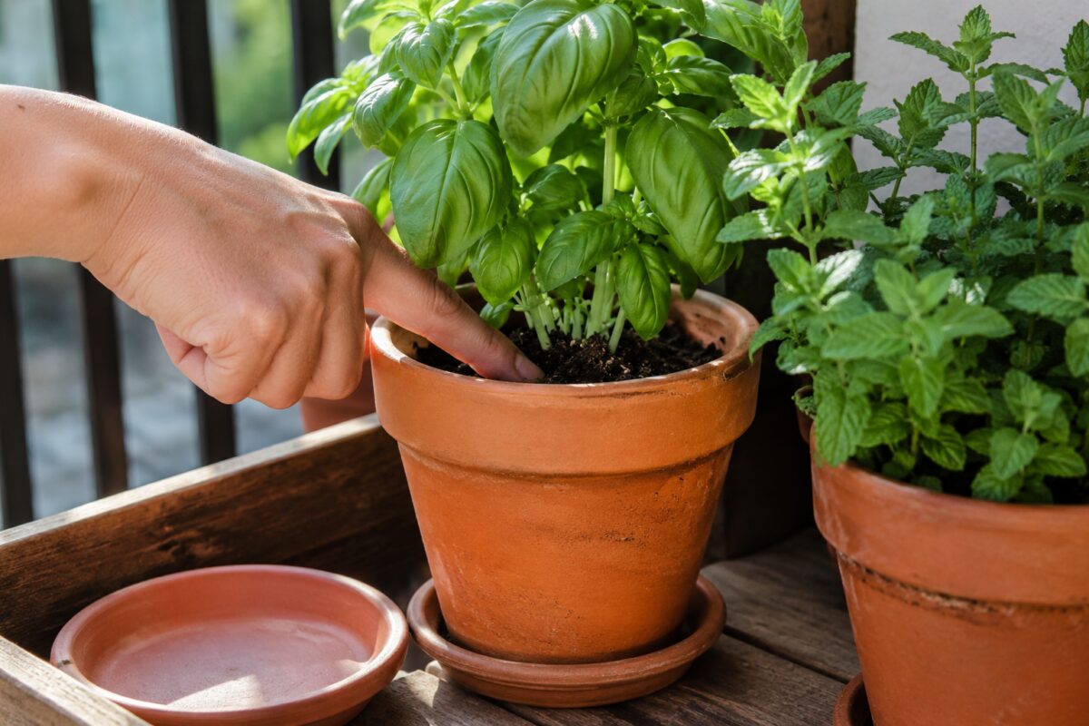 Controllo del terriccio asciutto in un vaso di basilico e menta sul balcone