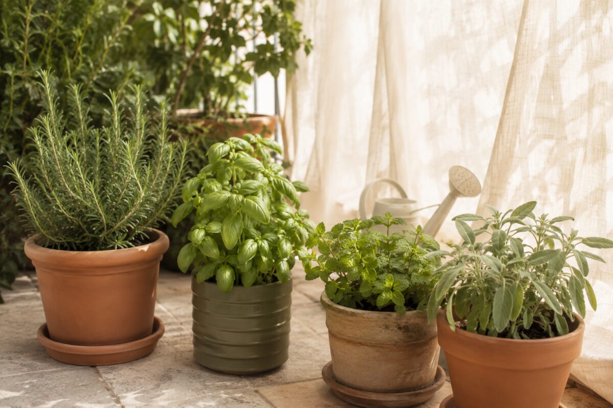 Erbe aromatiche spostate in mezzombra con rosmarino e salvia in vasi drenanti