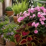 Fioriera in ombra luminosa con torenia, impatiens e coleus