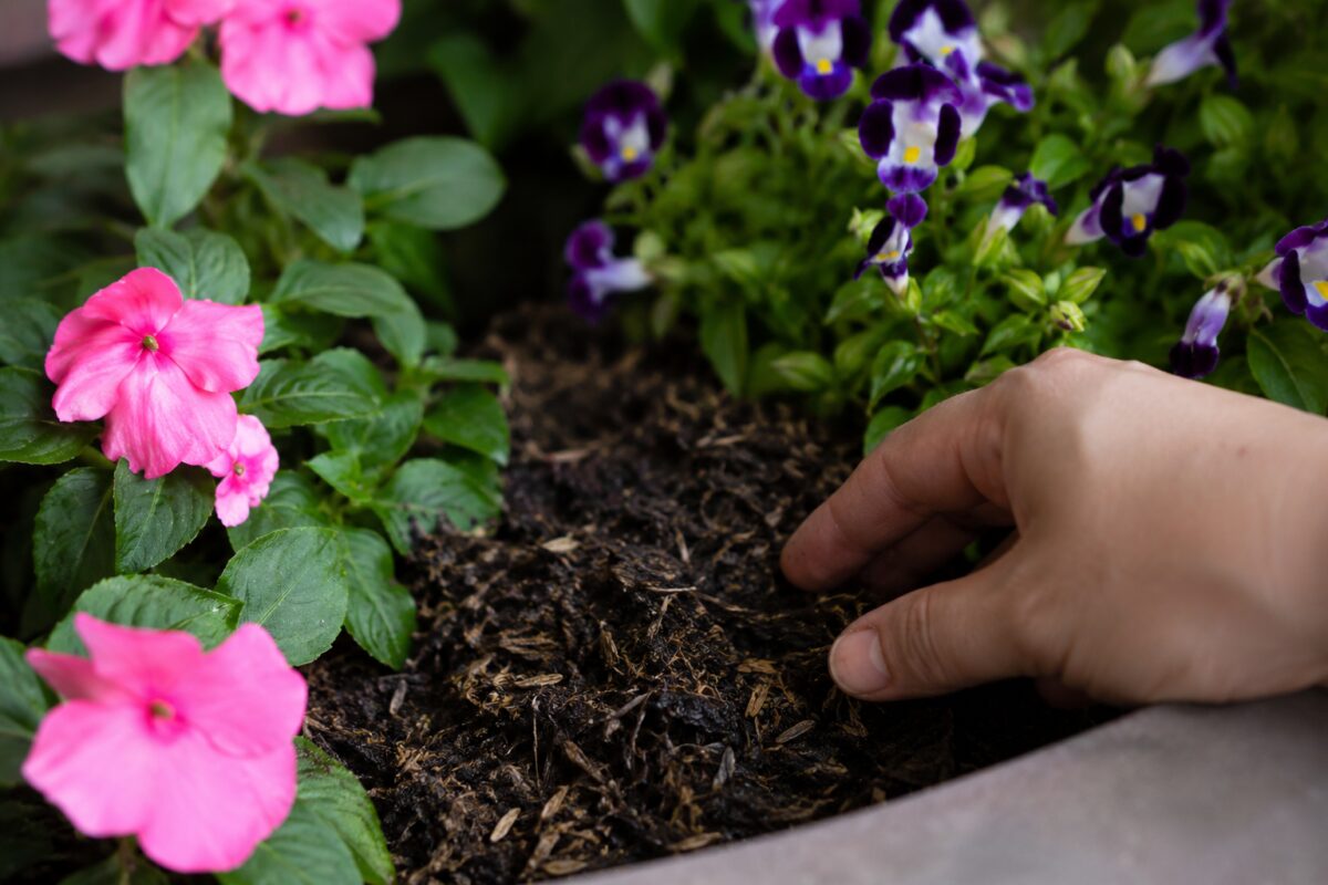 Controllo del terriccio in fioriera con torenia e impatiens