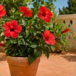 Ibisco in vaso fiorito su terrazzo estivo luminoso