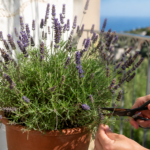 Lavanda in vaso dopo la fioritura: il taglio che la mantiene compatta anche con il caldo