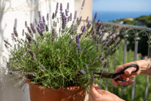 Lavanda in vaso dopo la fioritura: il taglio che la mantiene compatta anche con il caldo