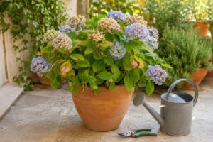 Ortensia in vaso con foglie segnate dal caldo di fine luglio