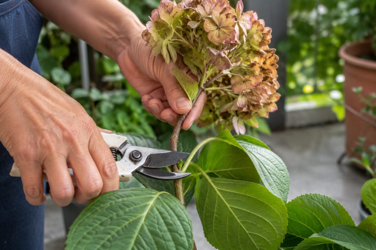 Taglio dei fiori secchi di ortensia sopra una coppia di foglie sane