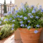 Plumbago in vaso con fiori azzurri su un terrazzo luminoso di fine luglio